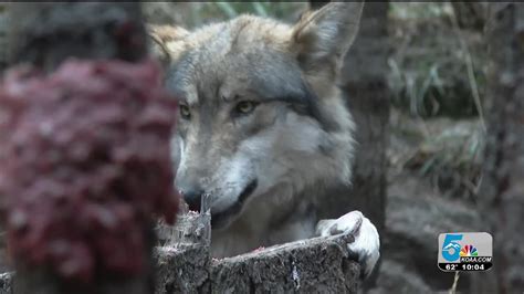 Cpw Begins Planning To Reintroduce Gray Wolves To Western Slope