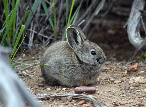 Pygmy rabbit research to be discussed | Lifestyles | elkodaily.com
