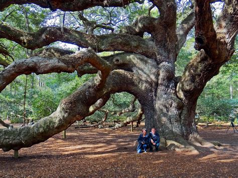 Joes Retirement Blog Angel Oak Tree Johns Island South Carolina Usa
