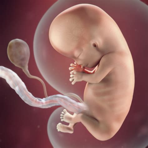 Your 10 week fetus's body length will almost double in the next three weeks. 10 Weeks Pregnant: Symptoms, Belly, Baby Size & More ...
