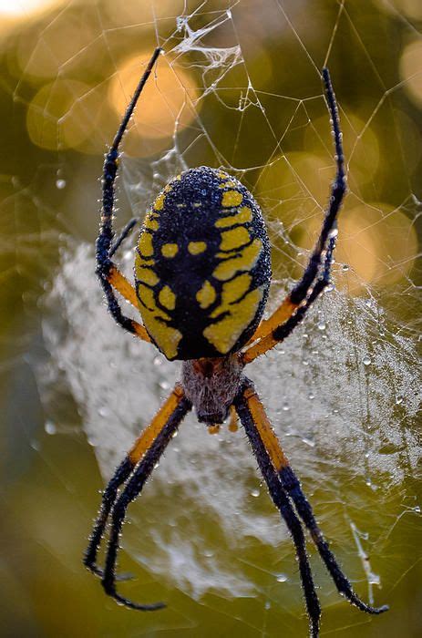 A Group Of The Finest And Most Beautiful Rare Spiders Tooopic