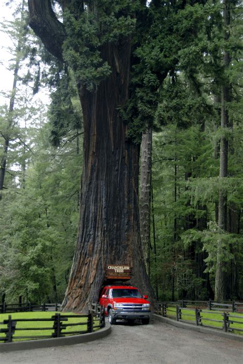 Full View Of Chandelier Drive Thru Tree En Route From Redwood National