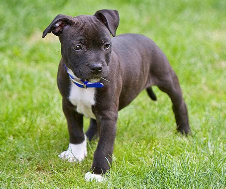 However, they're also loving and affectionate with human family members. American Staffordshire Terrier Puppies - Doglers