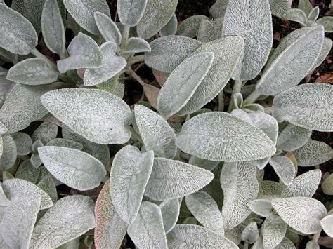 16 Silver Foliage Plants To Brighten Your Landscape