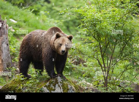 Brown Bear Bavarian Forest National Park Bavaria Germany Stock Photo