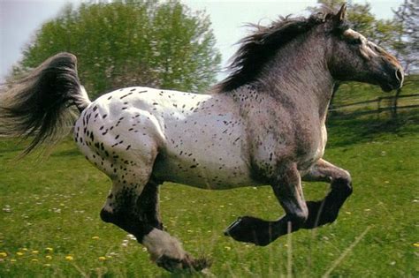 Noriker Horse Also Norico Pinzgauer A Draft Horse Breed Of Austria