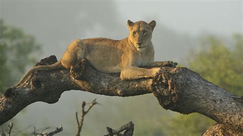Lion Is Sitting On Tree Branch Hd Lion Wallpapers Hd Wallpapers Id