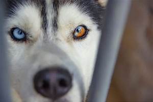 Husky Eye Colors With Pictures Can Their Eyes Change Color