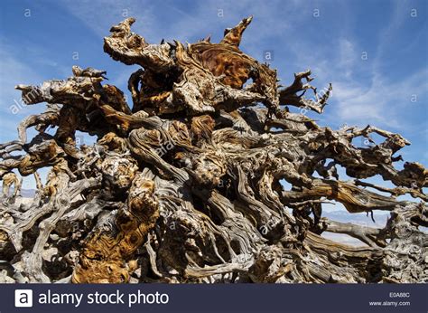 Exposed Tree Root System High Resolution Stock Photography