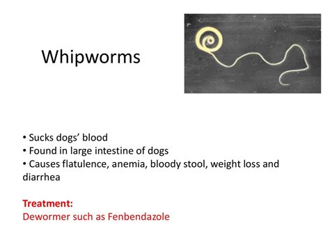 Five Types Of Dog Worms