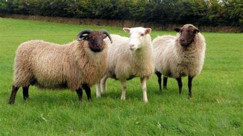 Three Sheep Are Standing In The Grass Together