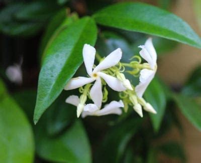 In der regel bleiben es aber fünf bis sieben meter. Wachsende Sternjasminrebe - wie und wann man Sternjasmin ...