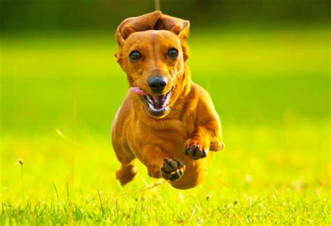 9 Spunky Facts About Dachshunds Mental Floss