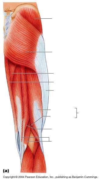 Posterior Leg Muscles Diagram Quizlet