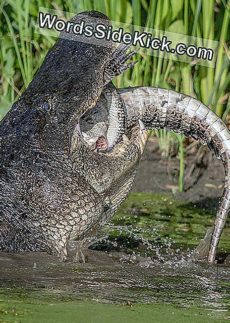zie een alligator devour another alligator in these gruesome photos 2024 dieren