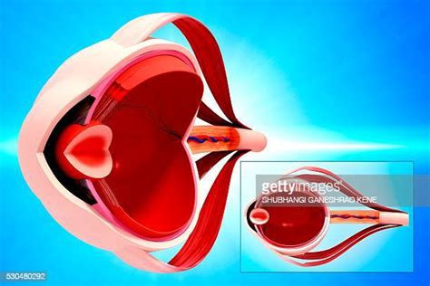 Vitreous Humour Photos And Premium High Res Pictures Getty Images