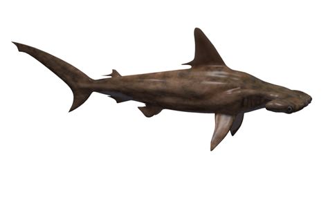 Hammerhead Shark Png Transparent Background Free Download 42744