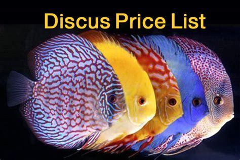7 Reasons Why Are Discus Fish So Expensive Discus Price List Discus