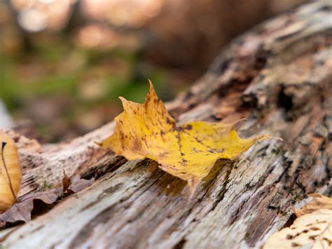 Fall Leaf On Tree Branch Free Stock Photo Foca Stock