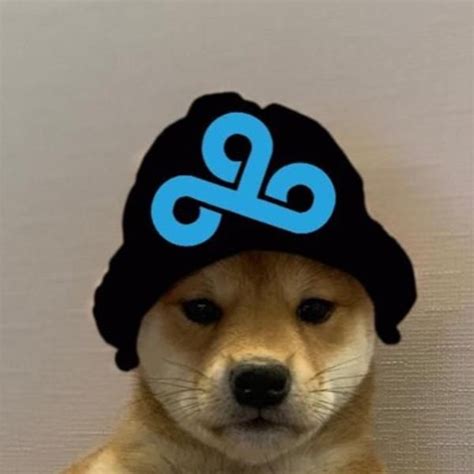 Cloud9 Dogwifhat Dogwifhat In 2020 Dog Images Famous Dogs Dog Memes