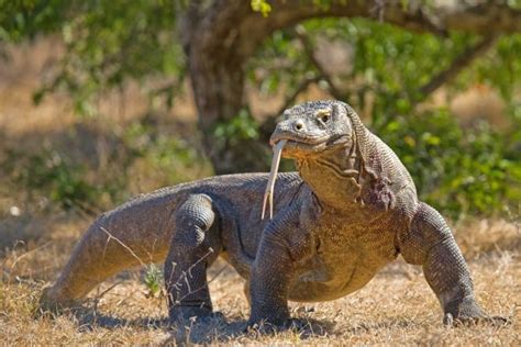 Inspirasi Spesial Flora Dan Fauna Endemik Indonesia