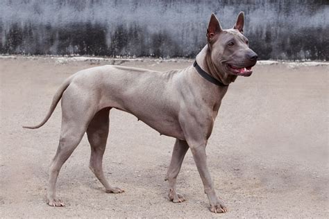 Thai Ridgeback Dog Breed Characteristics And Care