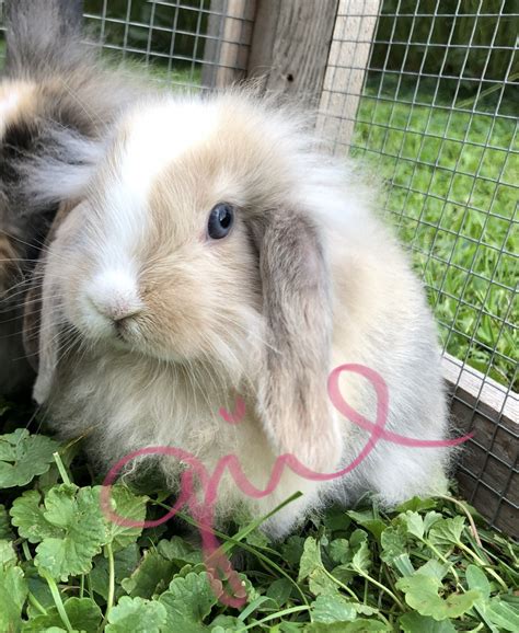 Mini Lop Rabbits For Sale Hudson WI Petzlover