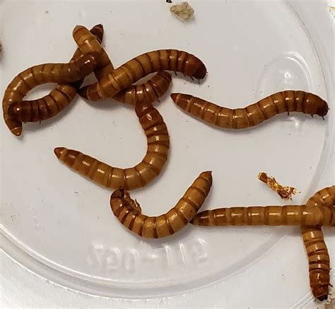 Giant Mealworms 100pks The Dragon Lair