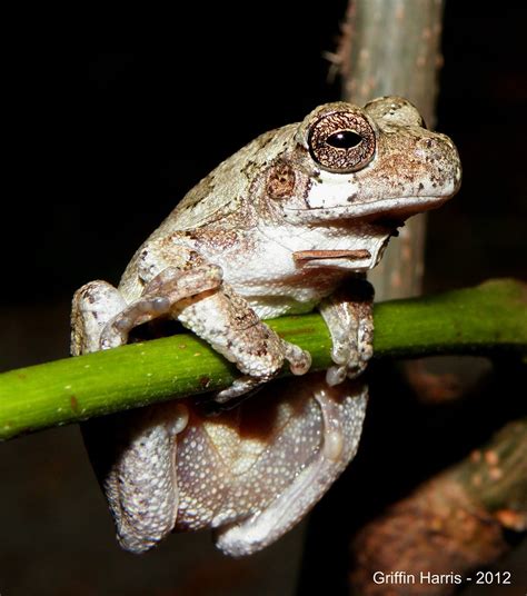 Grey Tree Frog Hyla Versicolor From Snake Road Griffin Harris Flickr