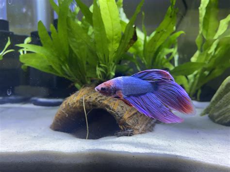 Meet My New Little Dood 🥰 Hes A “mermaid Male” Whatever That Means