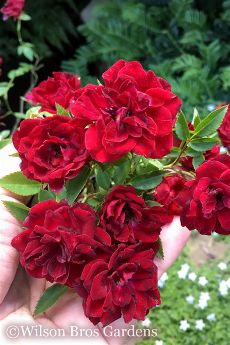 Red Cascade Rose Free Shipping Wilson Bros Gardens 25 Quart Pot