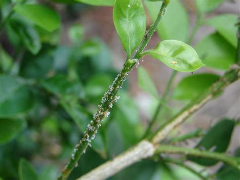 20090603 Aphis Hg 0009 Young Asian Citrus Psyllids Acp Flickr