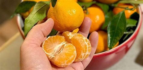 Clementine, Orange, Satsuma & Tangerine Differences | The Fact Site