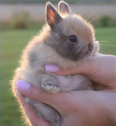Bunnyloversig On Instagram Cutest Bunnies Do You Love This Baby