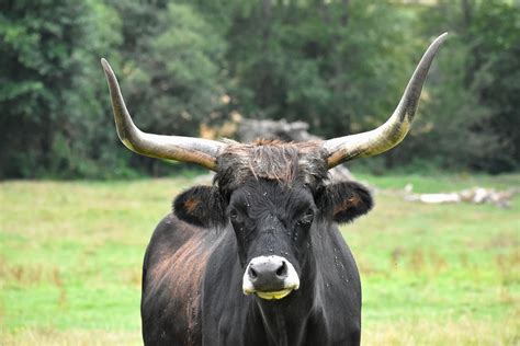 Bull Pastures Face Free Photo On Pixabay Pixabay