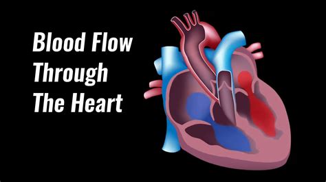 What Side Of The Heart Receives Oxygenated Blood