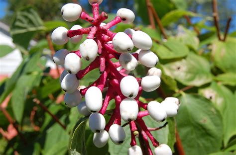 We did not find results for: Red and White Baneberry - All About Doll's Eyes Plants