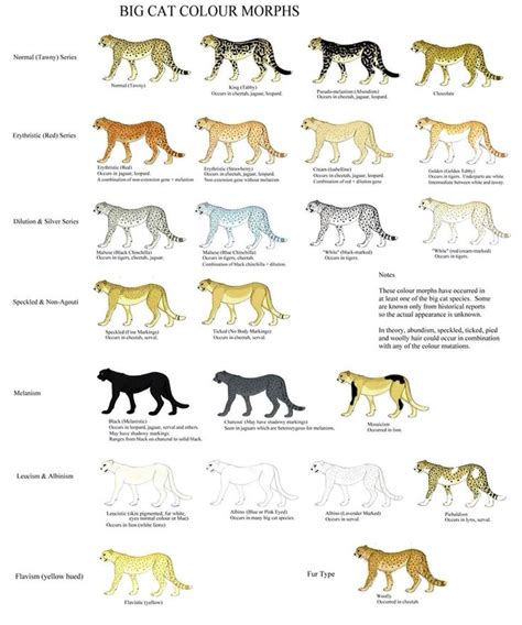 Big Cat Color Morphs | Cat colors, Big cats art, Wild cats