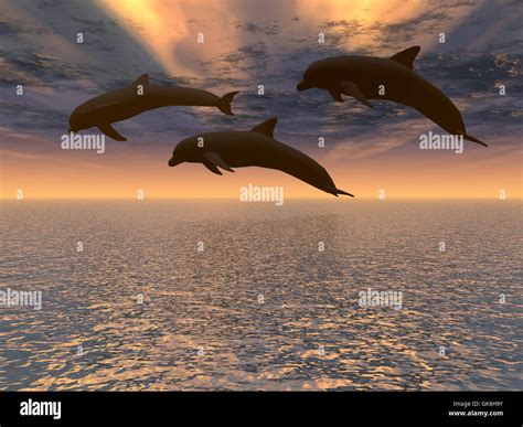 Dolphin Pictures Sunset