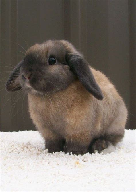 Good Looking Rabbit Rabbitsareawesome Mini Lop Cute Bunny Dwarf