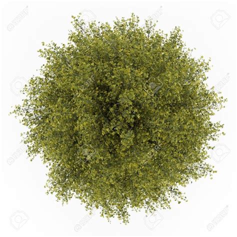 11 best trees top view images on Pinterest | Top view, Landscaping and