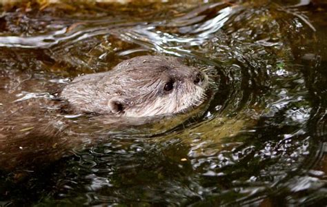 otter spotted for first time in landlocked birmingham city centre