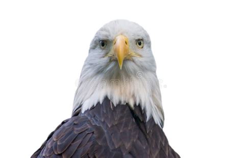 Bald Eagle Isolated On White Stock Photo Image Of American Animal