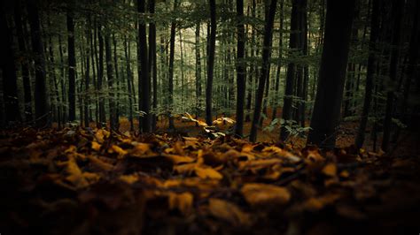 Download Wallpaper 3840x2160 Forest Trees Autumn Fallen Leaves