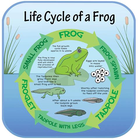 Life Cycles Frog Inspirational Group