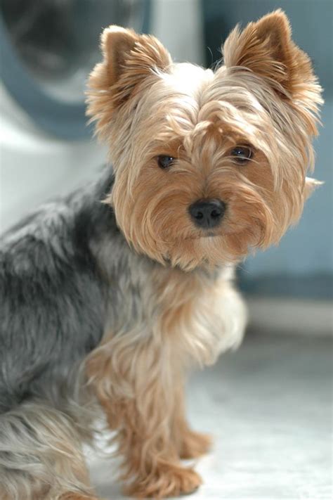 15 Pictures About Yorkie Poo Haircuts Pets Lovers