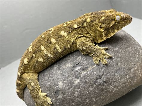 Pine Island Leachianus Gecko By Steadfast Lizards Morphmarket