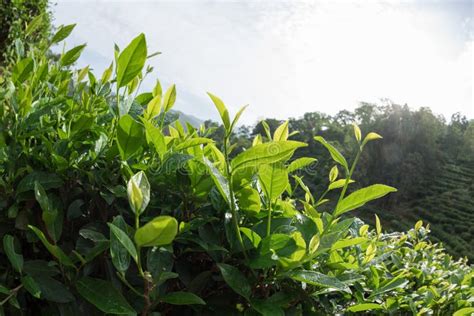 Growing Green Tea Trees Stock Image Image Of Dewdrop 115742637