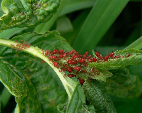 Blood Red Aphids Last Year There Were At Least 10 Times