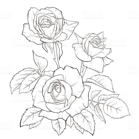 Rose Bouquet Vintage Card Roses Drawing Flower Drawing Design